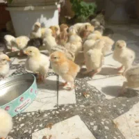 جوجه امپراطور یا برهما