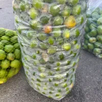 انبه کال بدون هسته