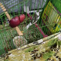 قناری سفید طوسی