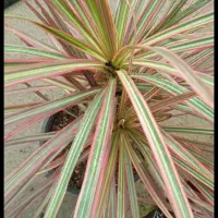 گلشاخ بزی|آرایشی، بهداشتی، درمانی|بروجرد, |دیوار