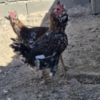 مرغ و خروس گلین|حیوانات مزرعه|سیرجان, |دیوار