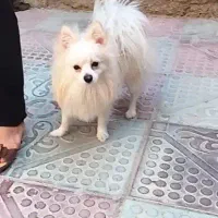 پامر روباهی