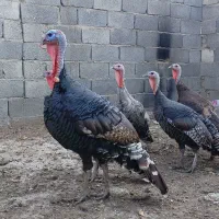 بوقلمون ماده برنز تخمگذار