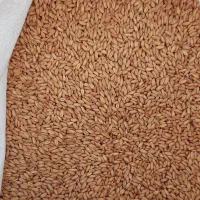 گندم بذری باران|عمدهفروشی|کوزران, |دیوار