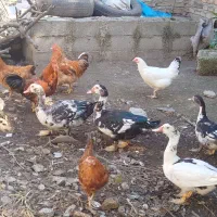 خارجی بزرگ