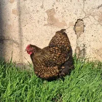 جوجه ویاندوت جی اس جی با کیفیت عالی