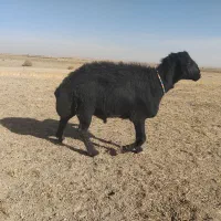 قوچ قزل افشاری