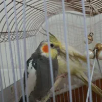 دوعدد عروس هلندی نروماده|پرنده|اردبیل, |دیوار