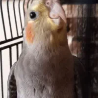 عروس هلندی  نر ۶ ماهه