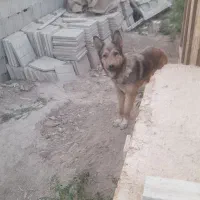 سگ نگهبان|سگ|اصفهان, شهرک صنعتی امیرکبیر (شاپور جدید)|دیوار