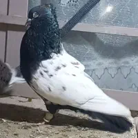 سینه سیاه ۴۰ سانتی بسیار درشت