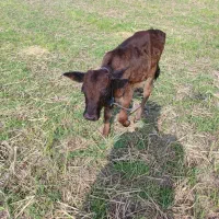 گاو چالوسی به همراه ورزا کوله|حیوانات مزرعه|رشت, رودباری|دیوار