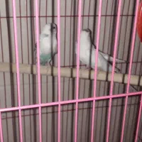 عروس هلندی مرغ عشق