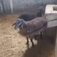 فروش بره نرافشار همو وزن تقریبا ۴۷کیلو لنگ دوقل