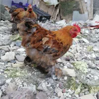 کوشین|حیوانات مزرعه|رشت, استقامت ۱|دیوار
