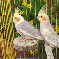 دو عدد عروس هلندی ناز