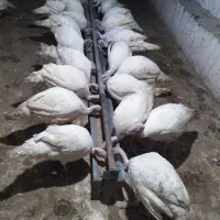 بوقلمون ارگانیک