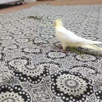 جوجه عروس|پرنده|اردکان, |دیوار