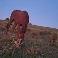 اسب مادیان ۲ ساله نژاد دار