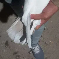 کله دم زرد ماده|پرنده|کبودرآهنگ, |دیوار