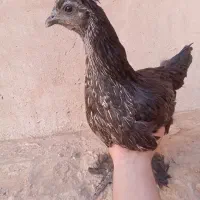 مرغ جوان سیاه زینتی پرپا کاکلی|حیوانات مزرعه|فردوس (خراسان), |دیوار