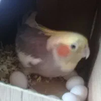 عروس هلندی تخمدار