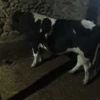 گاو نر گوشتی