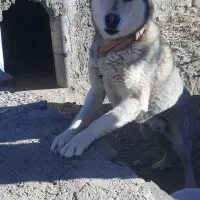 سگ هاسکی|سگ|مود, |دیوار