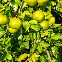 خرید مرکبات