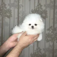 توله پامرانین خرسی،عروسکی اورجینال دوماهه