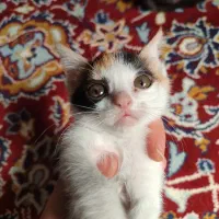 توله گربه اسکاتیش