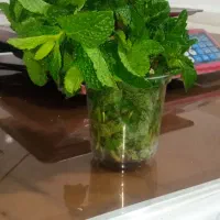 استخدام خانم دائم