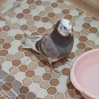 کبوتر کفتر غریب