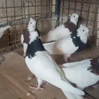 دمگیر سیاه پشت کاکلی و ی بوم طوق ماده|پرنده|شهرضا, |دیوار