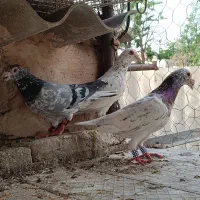 کفتر ساروگراف ورنگه