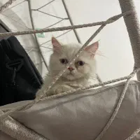 واگذاری گربه|گربه|سنندج, |دیوار