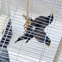 یک جفت مرغ مینا