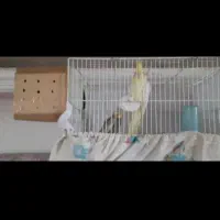 فروش جفت عروس هلندی|پرنده|شادگان, |دیوار