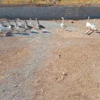 فروش غاز محلی|حیوانات مزرعه|مهاباد (آذربایجان غربی), |دیوار