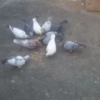 کفتر مشهد|پرنده|مشهد, شهید معقول|دیوار