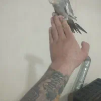 سهره و قناری فروش معاوضه|پرنده|اردبیل, |دیوار