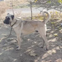 واگذاری سرابی