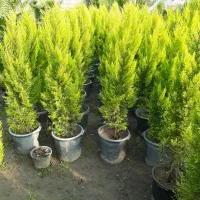 گل و گیاه|گل و گیاه طبیعی|نوشهر, |دیوار