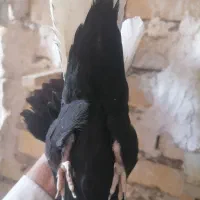 کبوتر|پرنده|مرودشت, گندم‎|دیوار