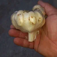 سیر تازه کیلویی۲۵۰ هزار تومان