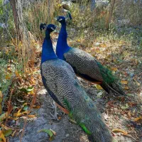 طاووس هندی دو ساله