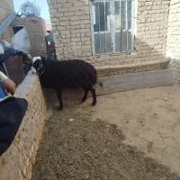 قوچ شال|حیوانات مزرعه|معصومیه, |دیوار