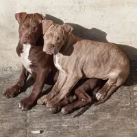 پیت بول اصیل توله نر گلد طلایی خاص