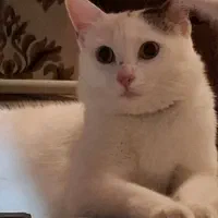 واگذاری رایگان گربه ماده عقیم نشده dlh