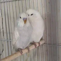 جفت مرغ عشق انگلیسی رنگ خاص و جوجه سرلاکی